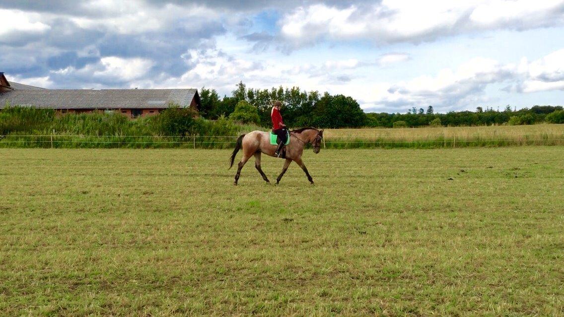 Knabstrupper Altena Vejlø billede 8