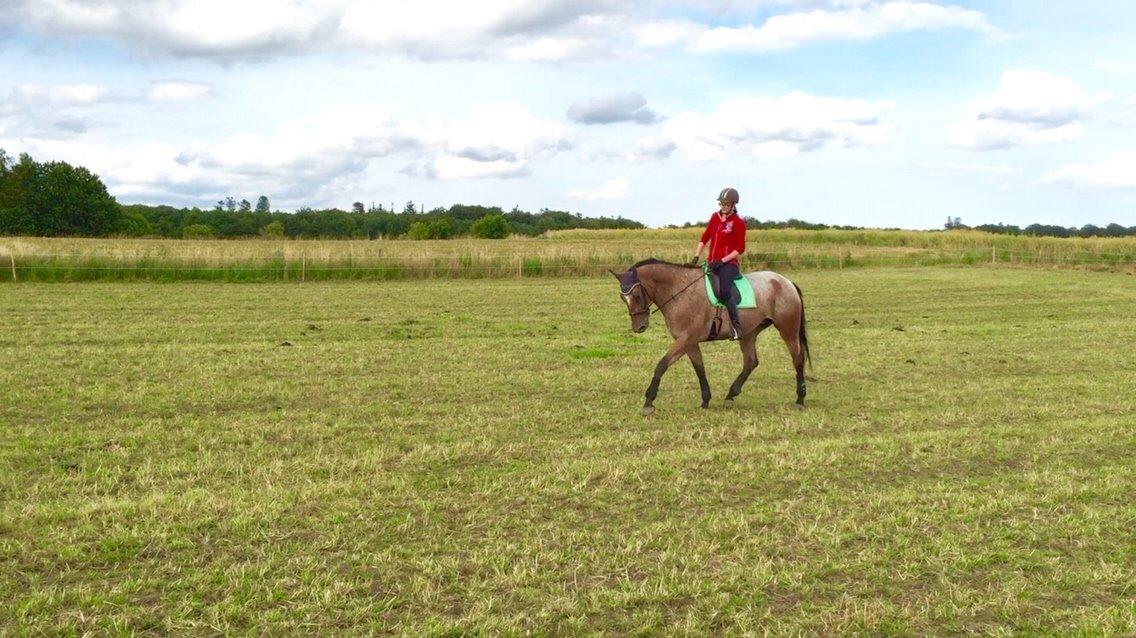 Knabstrupper Altena Vejlø billede 7