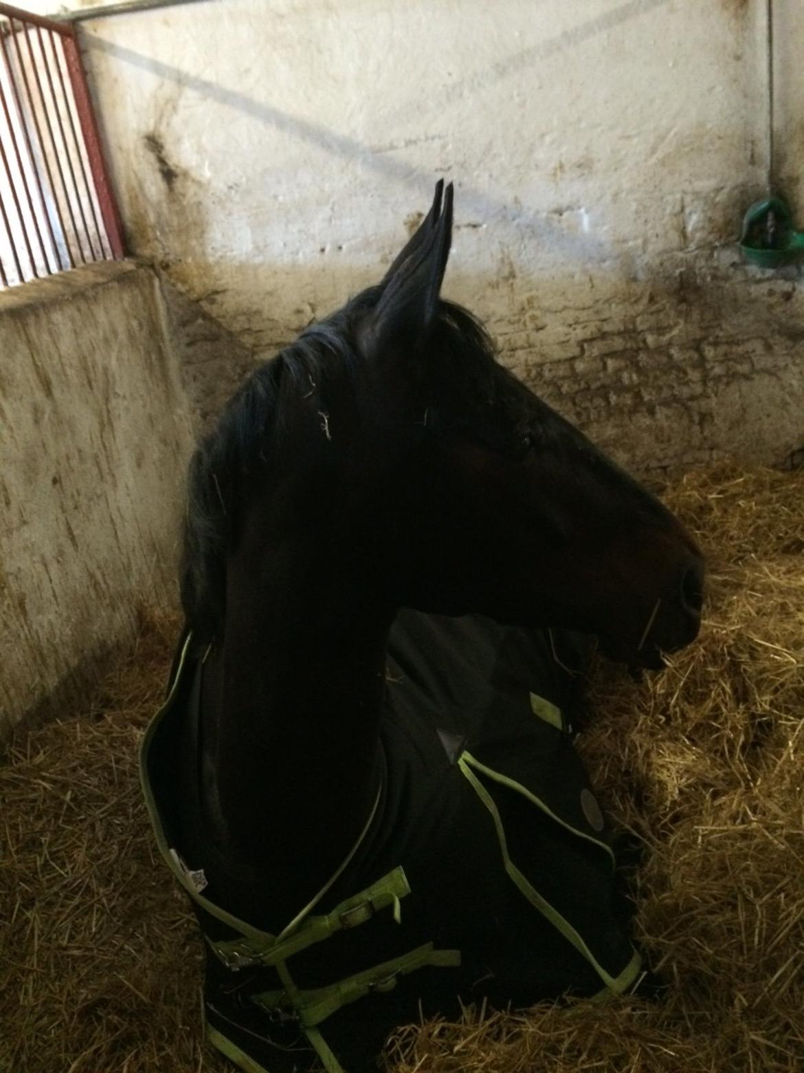 Dansk Varmblod Drisdal's Flying Thyson billede 5