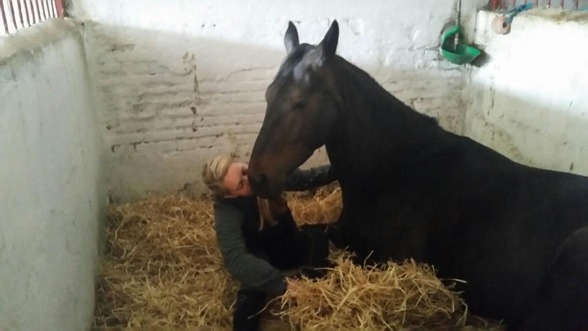 Dansk Varmblod Drisdal's Flying Thyson billede 8