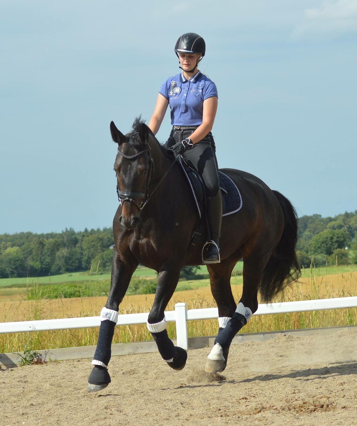 Dansk Varmblod Drisdal's Flying Thyson billede 7