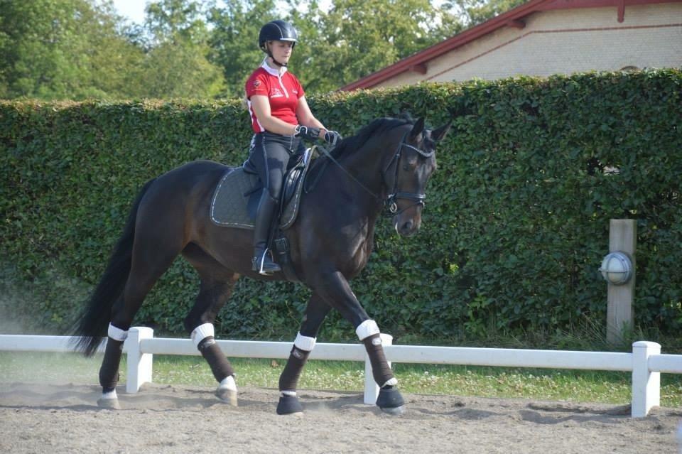Dansk Varmblod Drisdal's Flying Thyson billede 11