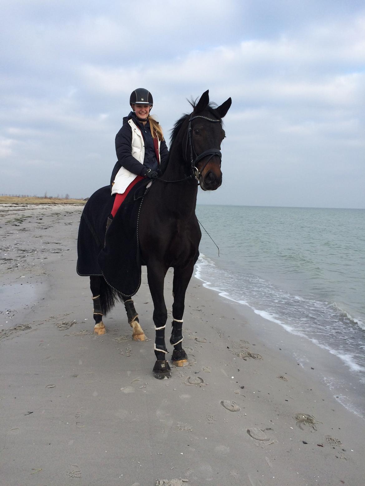 Dansk Varmblod Drisdal's Flying Thyson billede 3