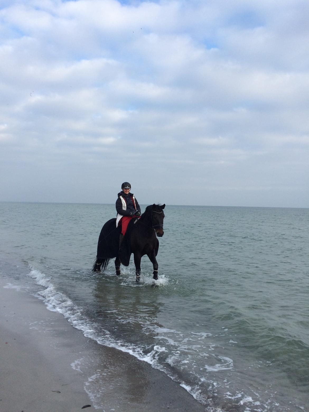 Dansk Varmblod Drisdal's Flying Thyson billede 12