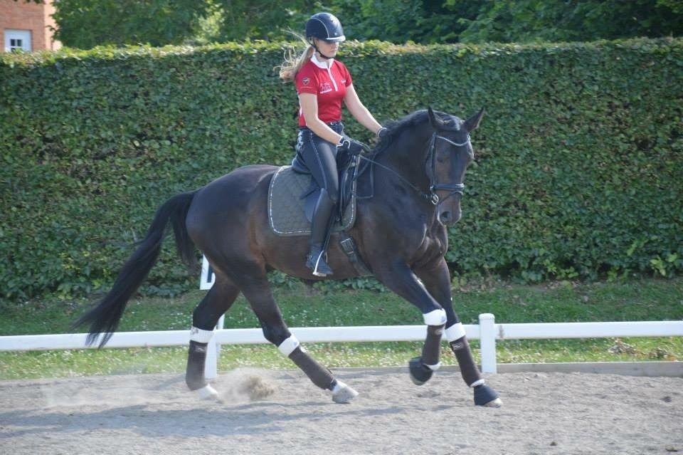 Dansk Varmblod Drisdal's Flying Thyson billede 9