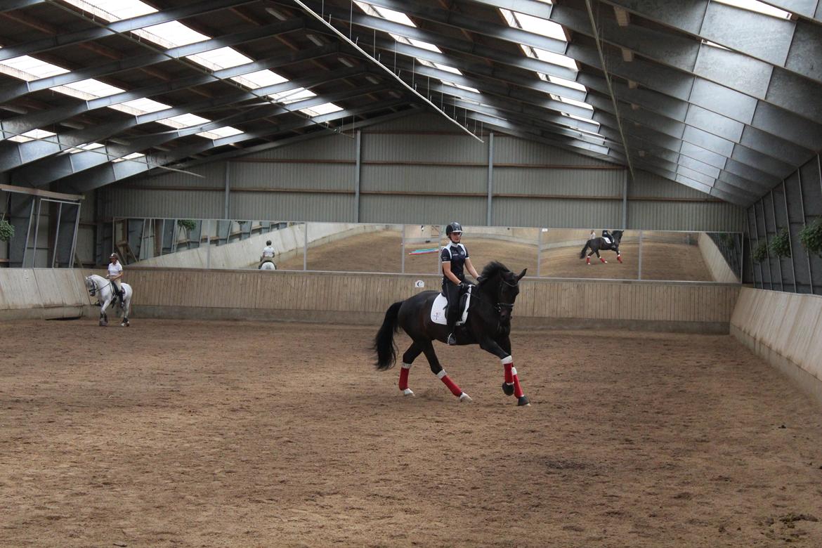 Dansk Varmblod Drisdal's Flying Thyson billede 13