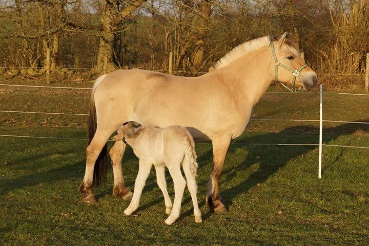 Fjordhest Glibings flamme billede 1