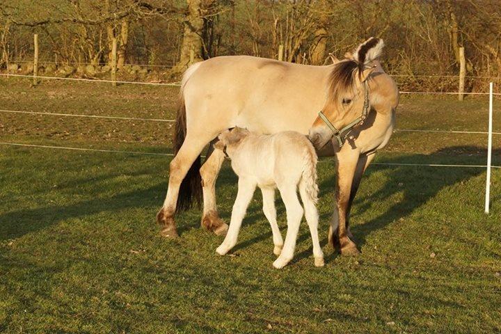 Fjordhest Glibings flamme billede 2