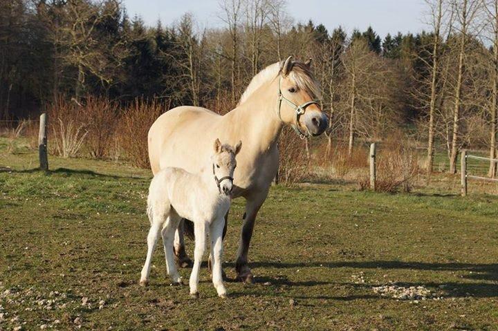 Fjordhest Glibings flamme billede 3