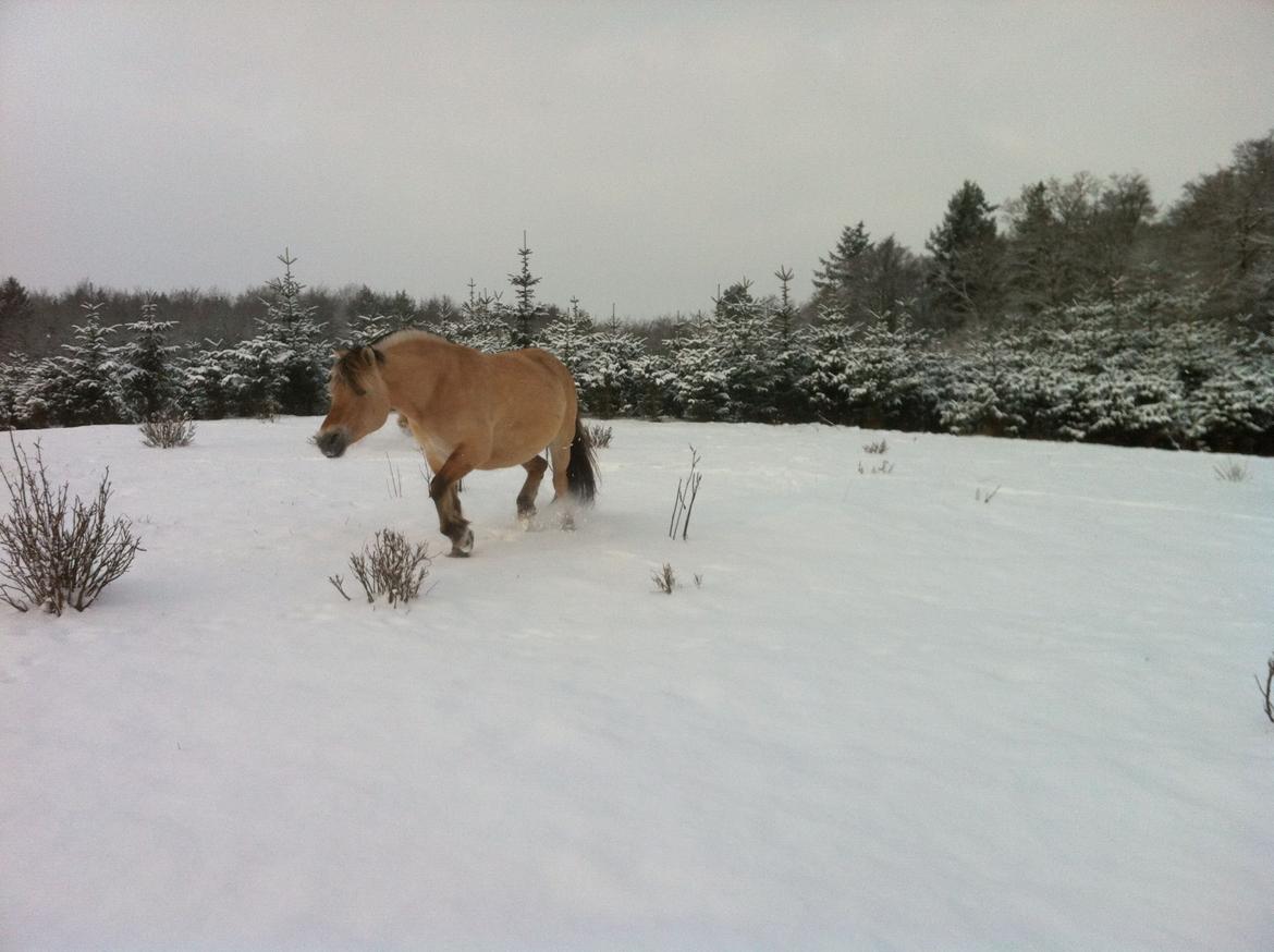 Fjordhest Glibings flamme billede 5