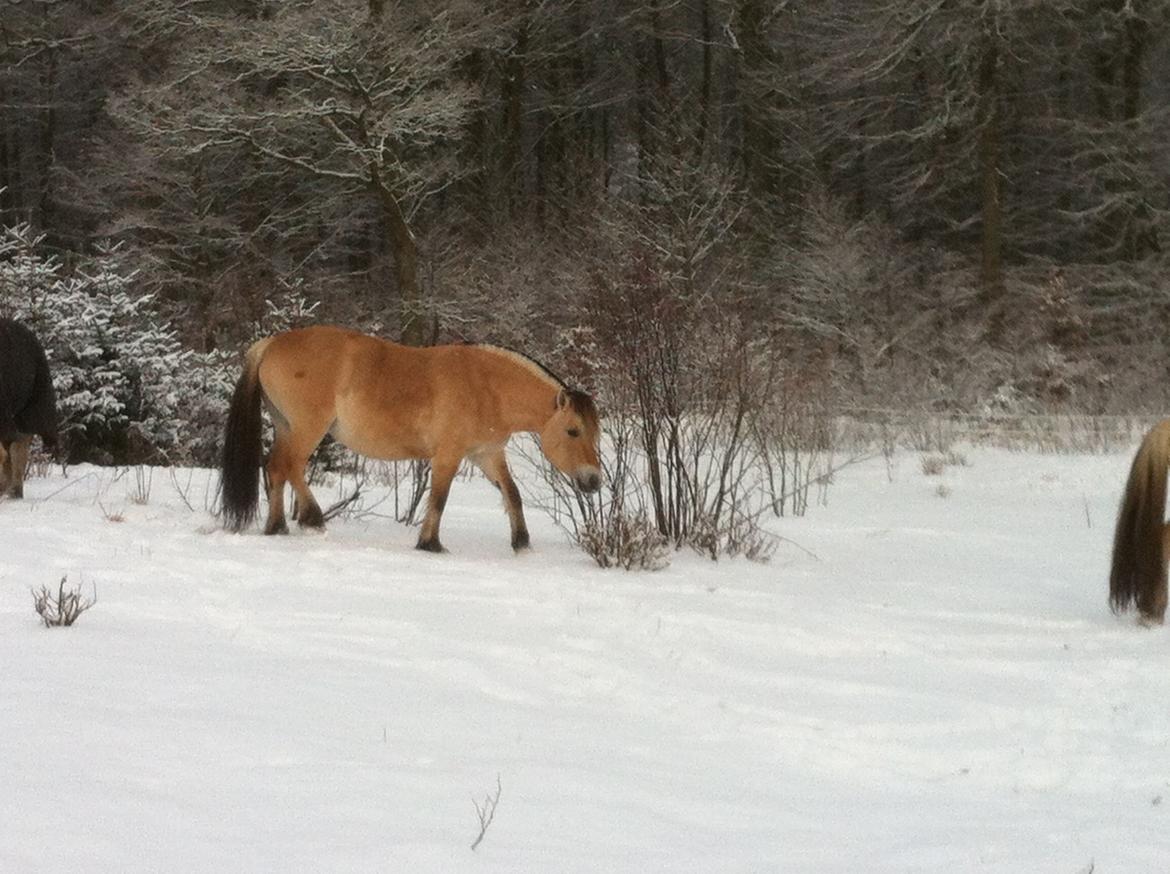 Fjordhest Glibings flamme billede 6