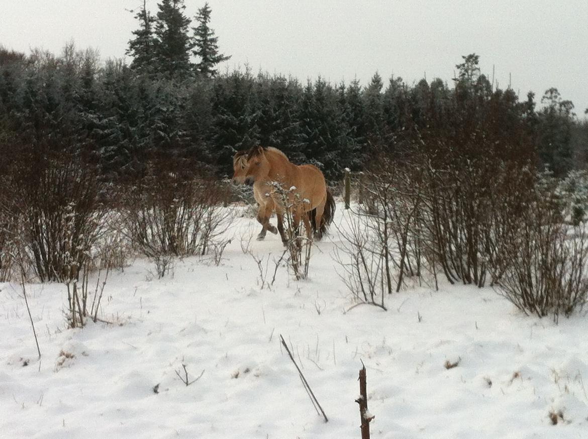 Fjordhest Glibings flamme billede 7