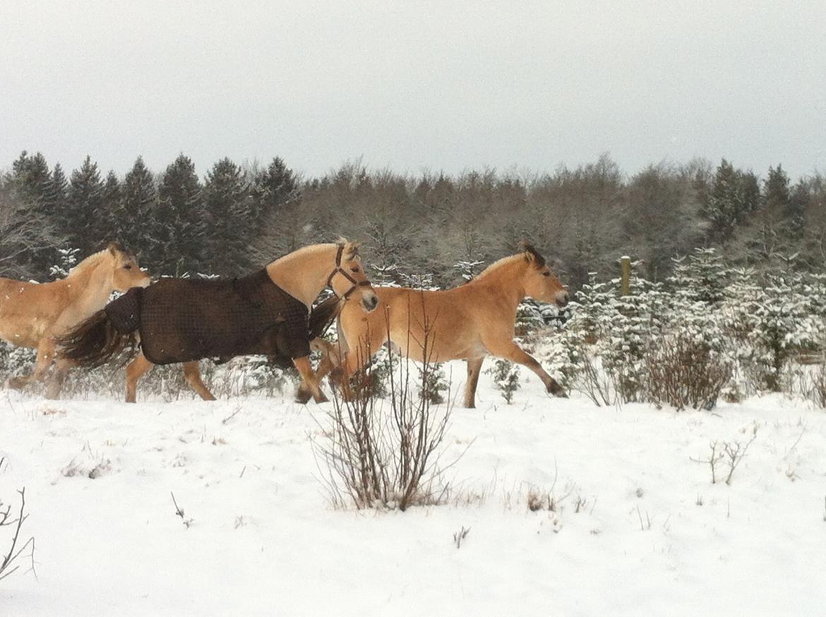 Fjordhest Glibings flamme billede 8