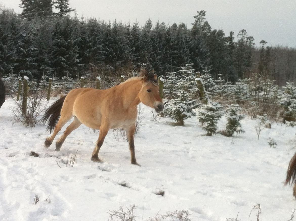 Fjordhest Glibings flamme billede 4