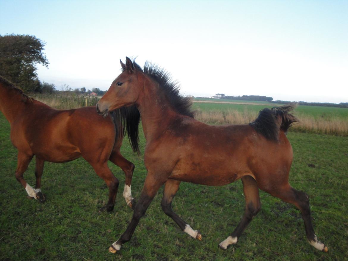 Trakehner Chowdanser billede 1