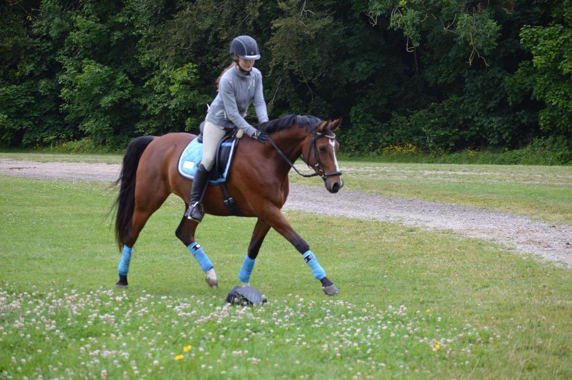 DSP BIRKEMØLLENS CASANOVA (NOA) - foto: lina sedgwick billede 15