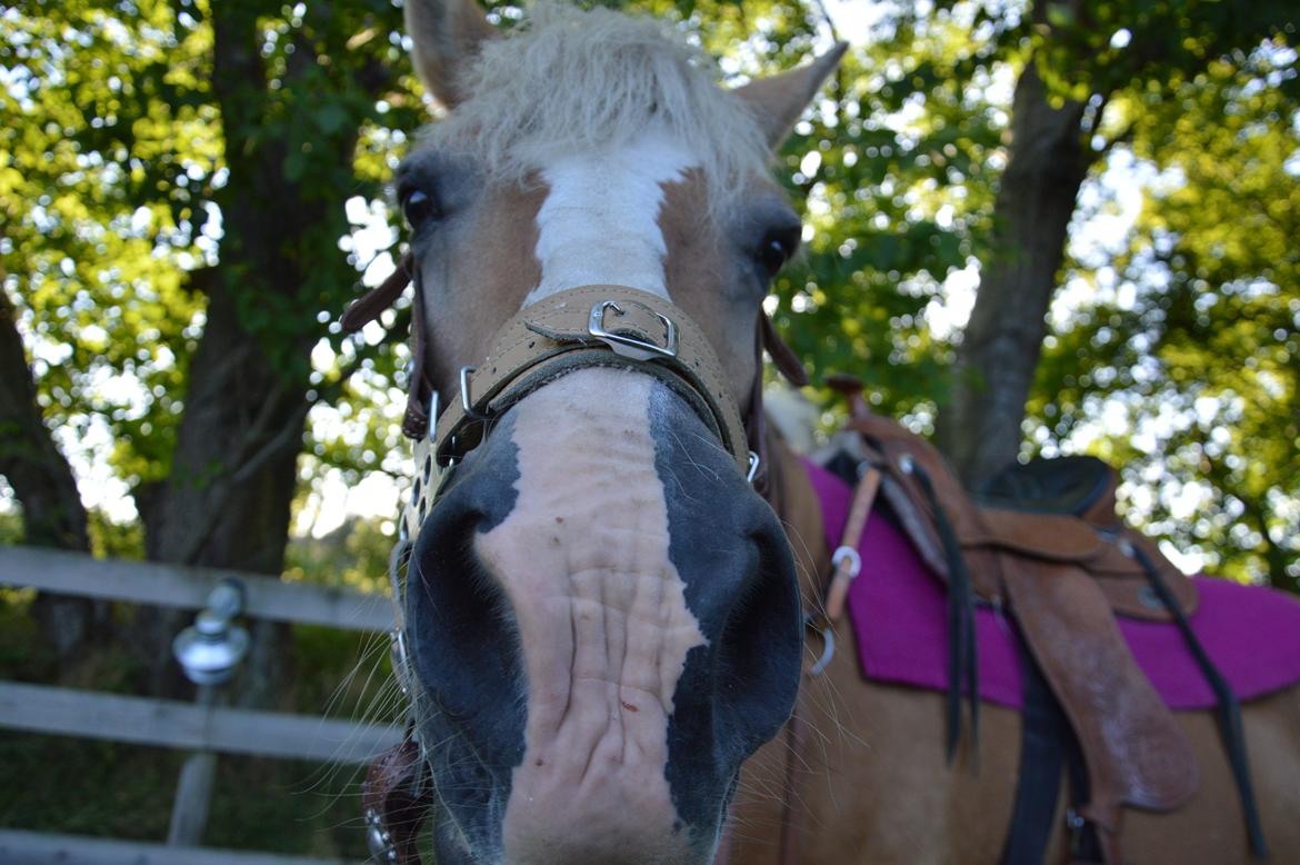 Tyroler Haflinger Stella billede 17