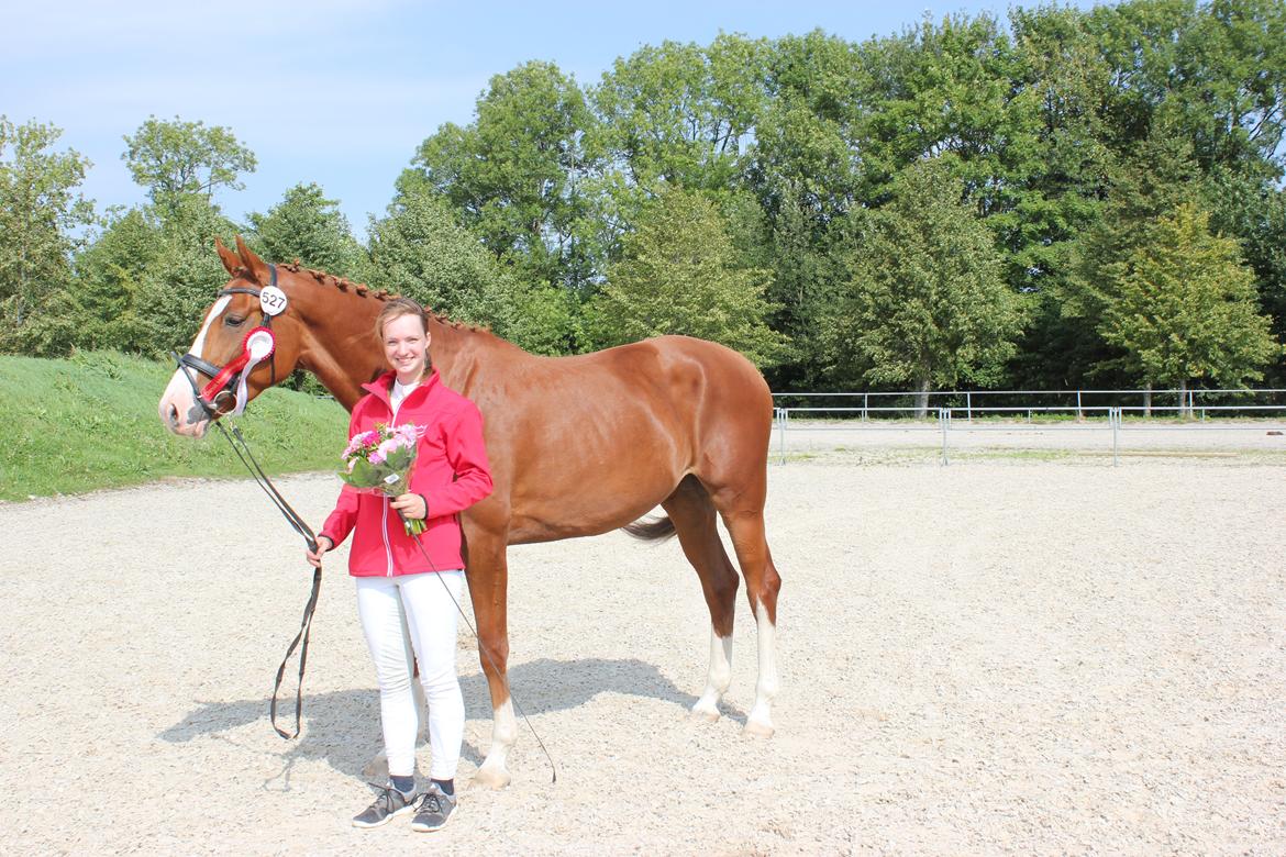 Dansk Varmblod Højvejs Madonna billede 1