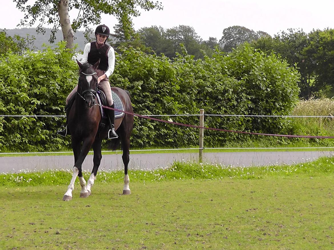 Dansk Varmblod | Lykkebo's Bacardi - 9. Tilridningen er begyndt billede 9