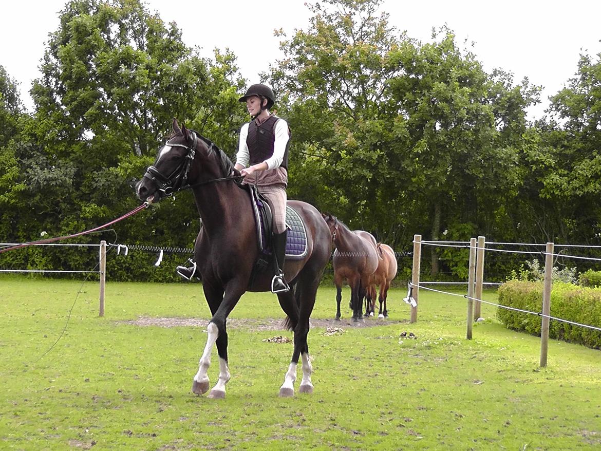 Dansk Varmblod | Lykkebo's Bacardi - 14. Tilridningen er begyndt billede 14