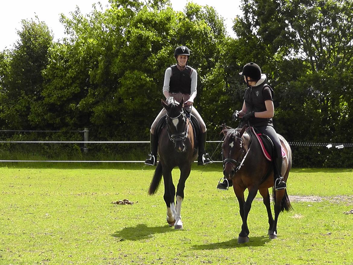 Dansk Varmblod | Lykkebo's Bacardi - 19. billede 19