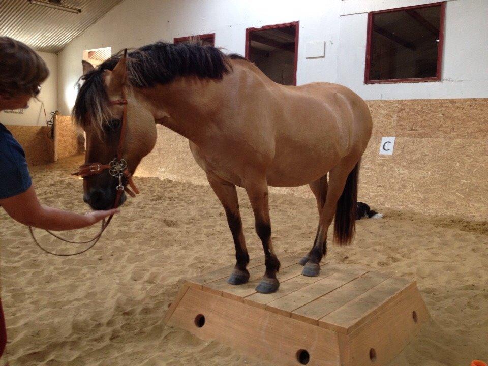 Anden særlig race Maude af mølleagergård - på stubben med alle 4 ben! billede 9