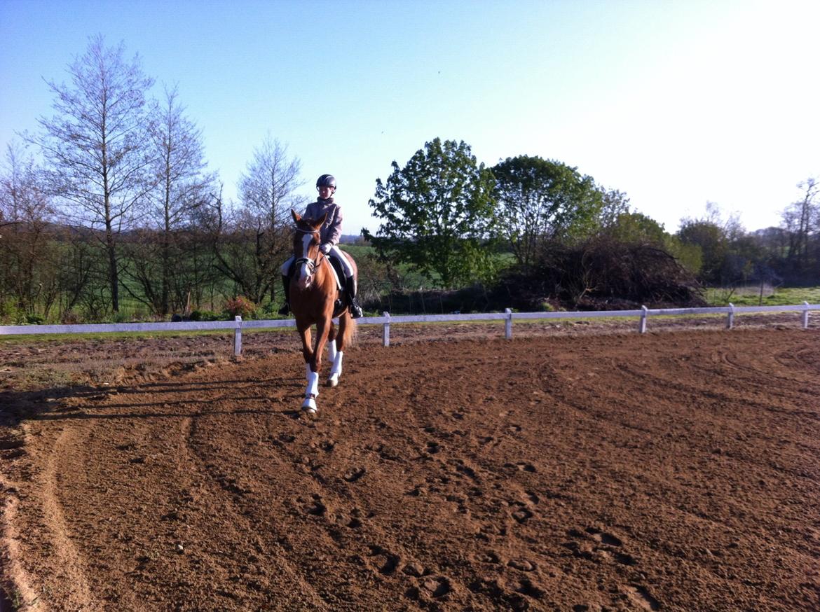 Anden særlig race Nete billede 8