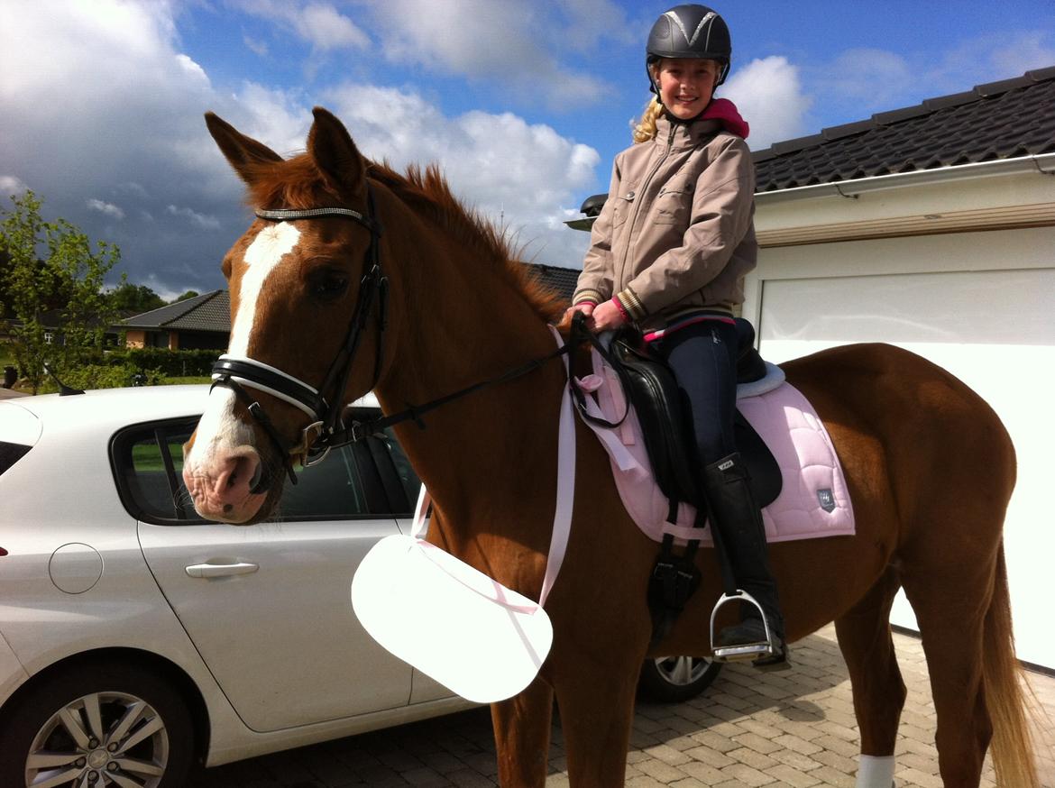 Anden særlig race Nete billede 7