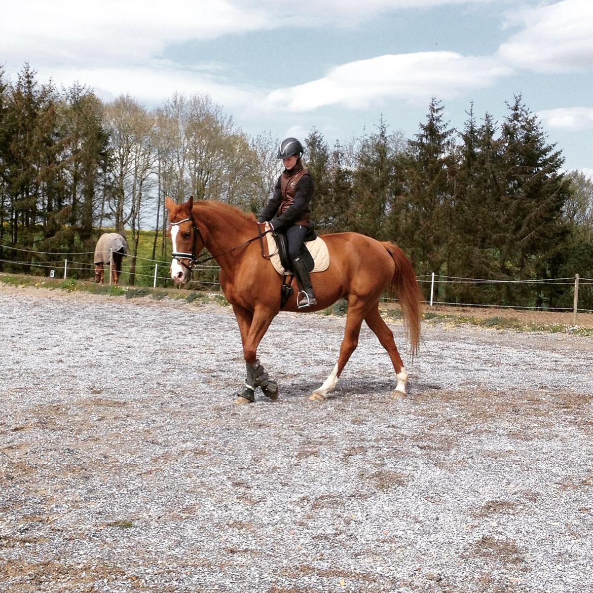 Anden særlig race Nete billede 5