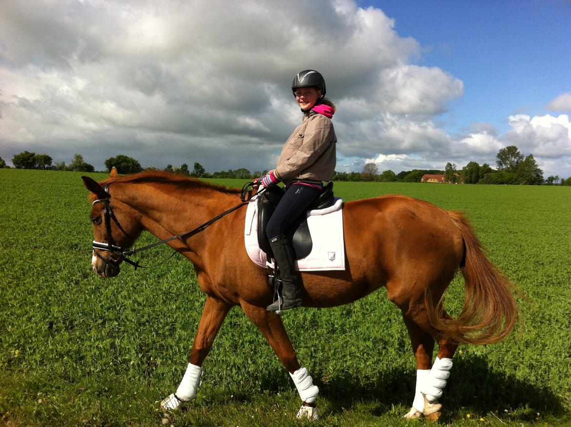 Anden særlig race Nete billede 9