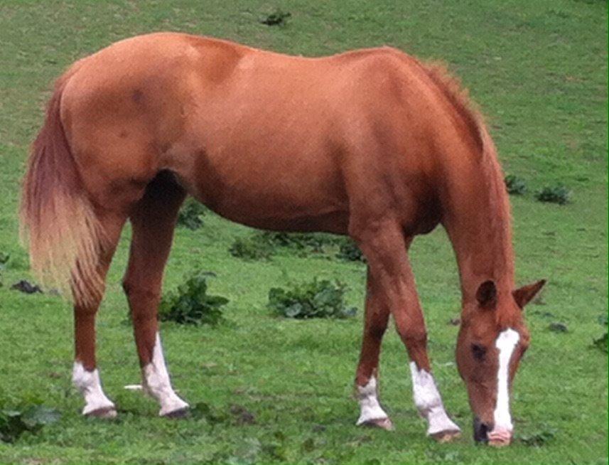 Anden særlig race Nete billede 11