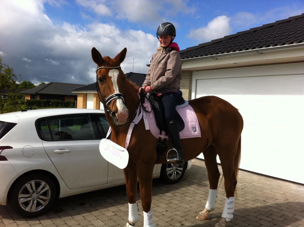 Anden særlig race Nete billede 6