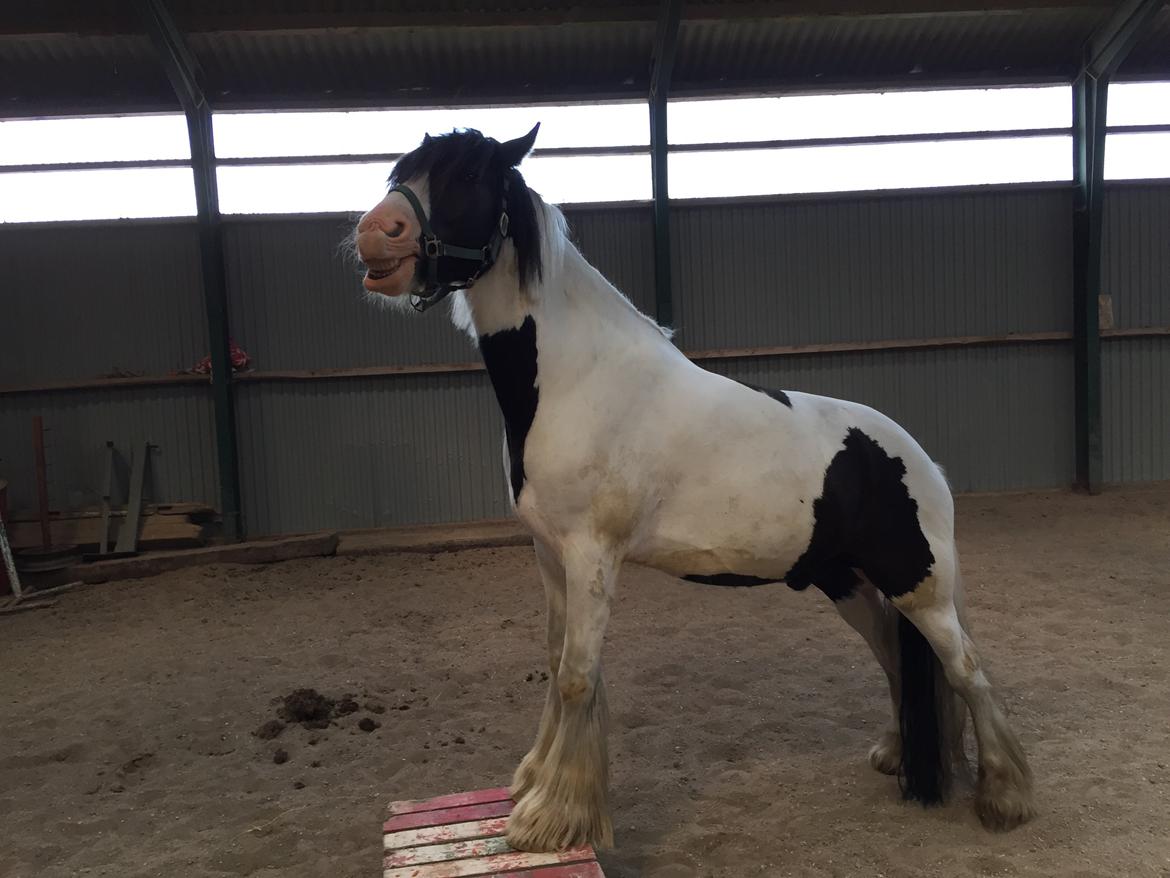 Tinker Kenzo's thumps up *kenny*  billede 8