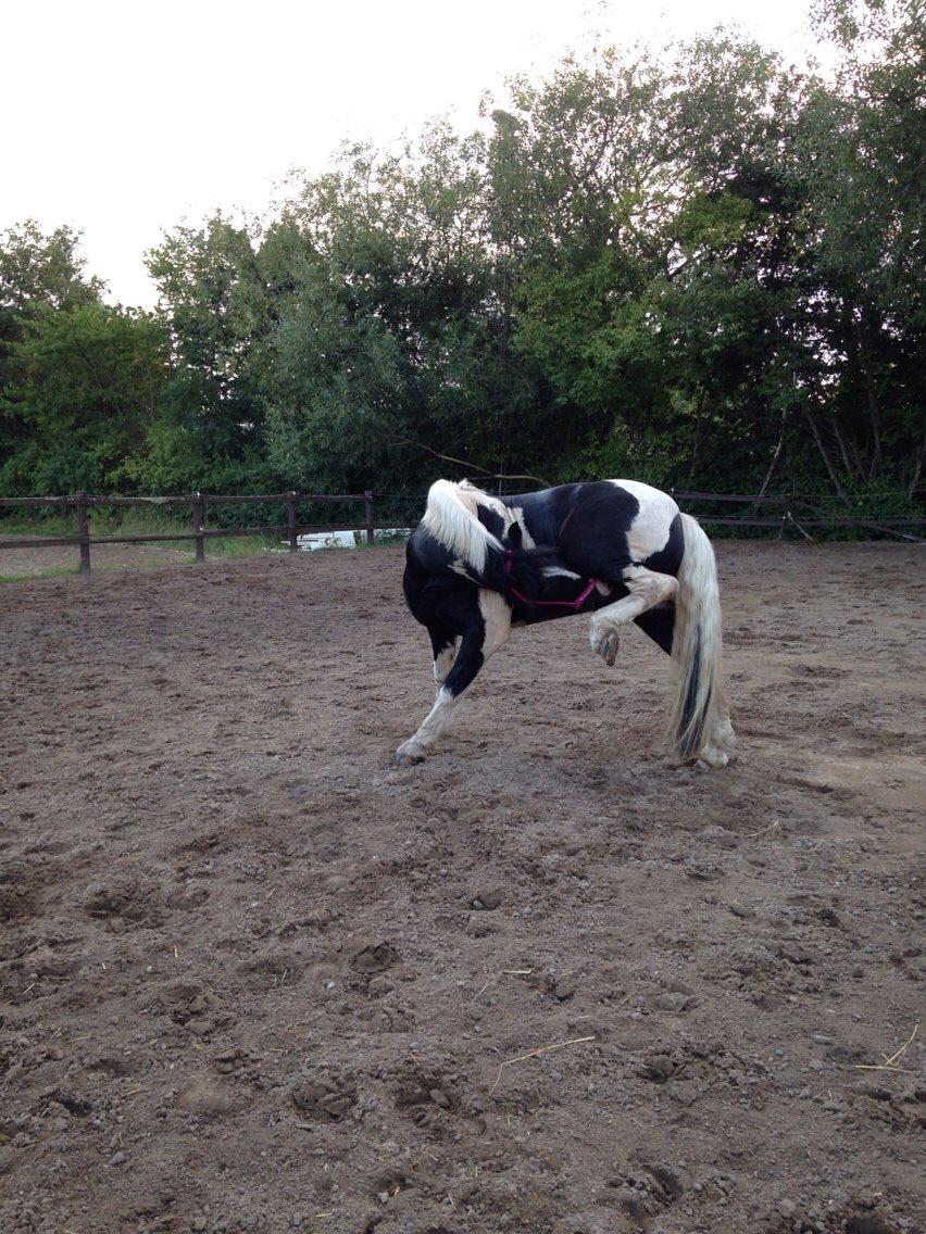 Tinker Charmer billede 12