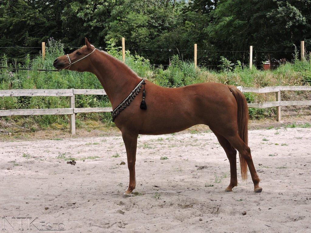 Arabisk fuldblod (OX) Malicas Lou Lou rip 2018 billede 1