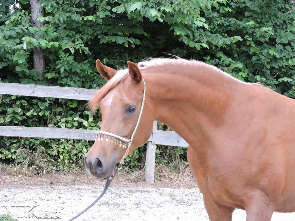 Arabisk fuldblod (OX) Malicas Lou Lou rip 2018 billede 3