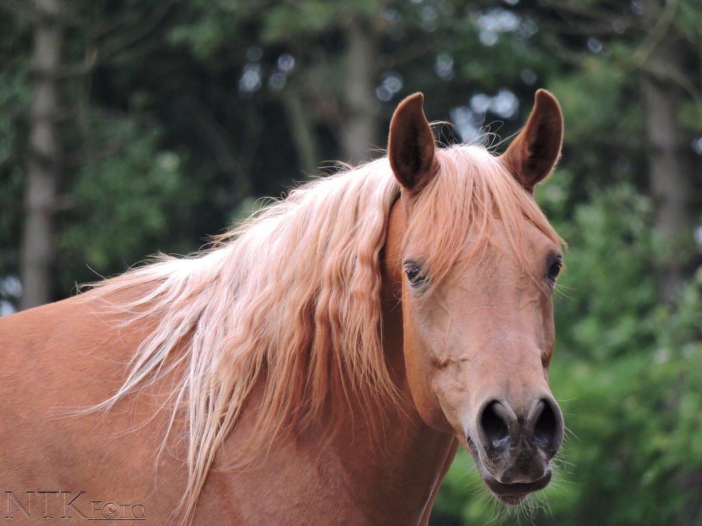 Arabisk fuldblod (OX) Malicas Lou Lou rip 2018 billede 4