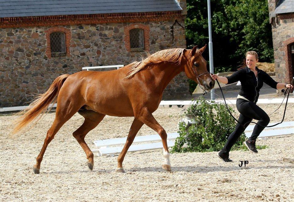 Arabisk fuldblod (OX) Malicas Lou Lou rip 2018 billede 5