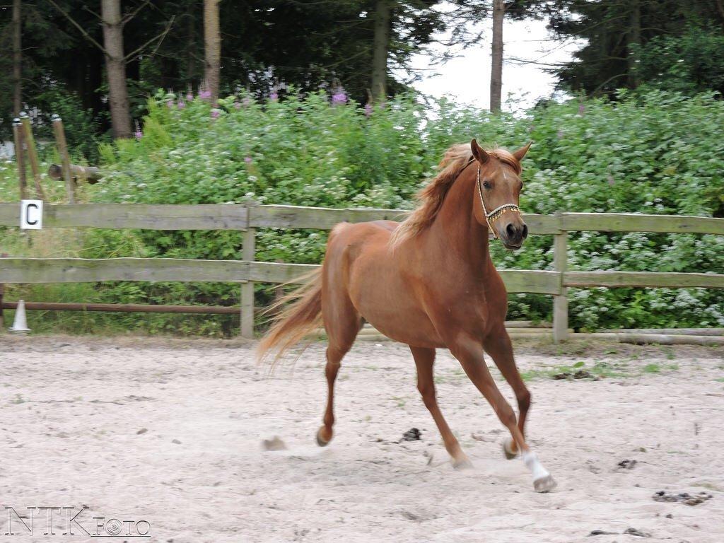 Arabisk fuldblod (OX) Malicas Lou Lou rip 2018 billede 2