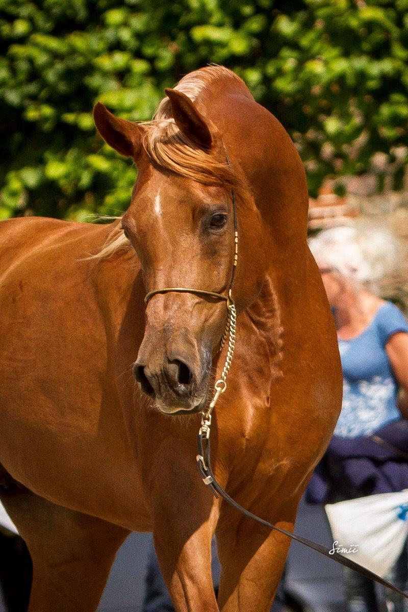 Arabisk fuldblod (OX) Malicas Lou Lou rip 2018 billede 7