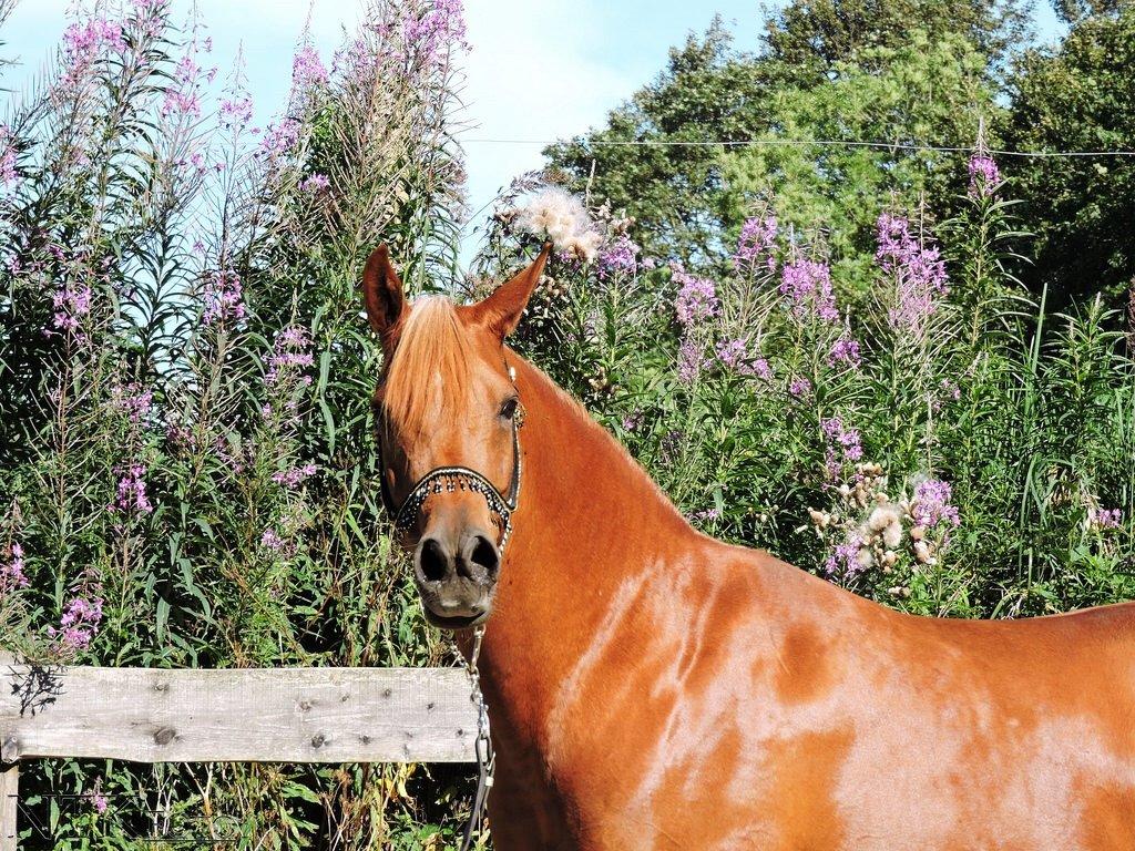 Arabisk fuldblod (OX) Malicas Lou Lou rip 2018 billede 8