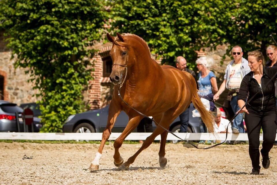 Arabisk fuldblod (OX) Malicas Lou Lou rip 2018 billede 6