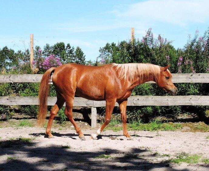 Arabisk fuldblod (OX) Malicas Lou Lou rip 2018 billede 10