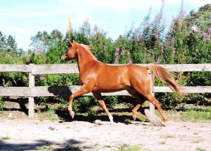 Arabisk fuldblod (OX) Malicas Lou Lou rip 2018 billede 11