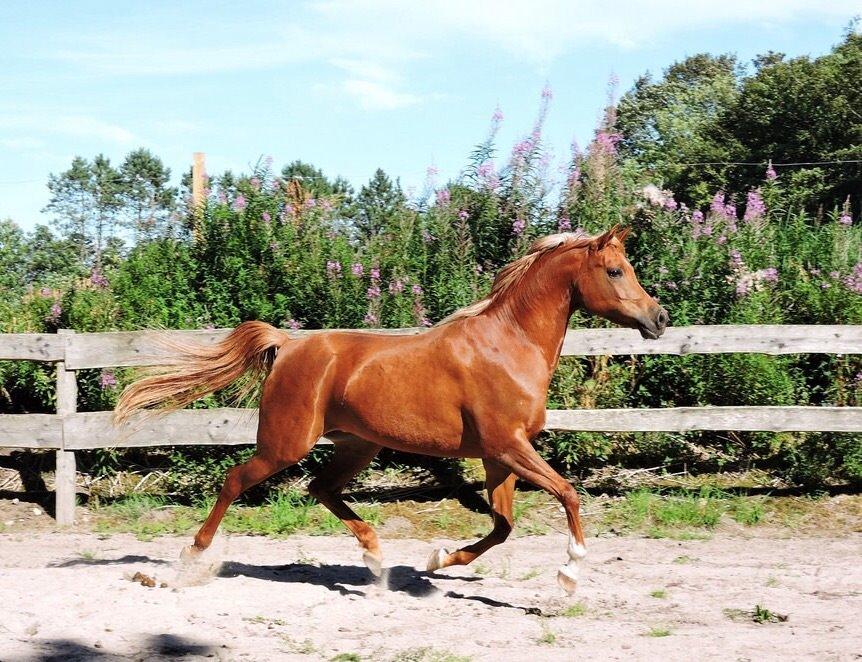 Arabisk fuldblod (OX) Malicas Lou Lou rip 2018 billede 12