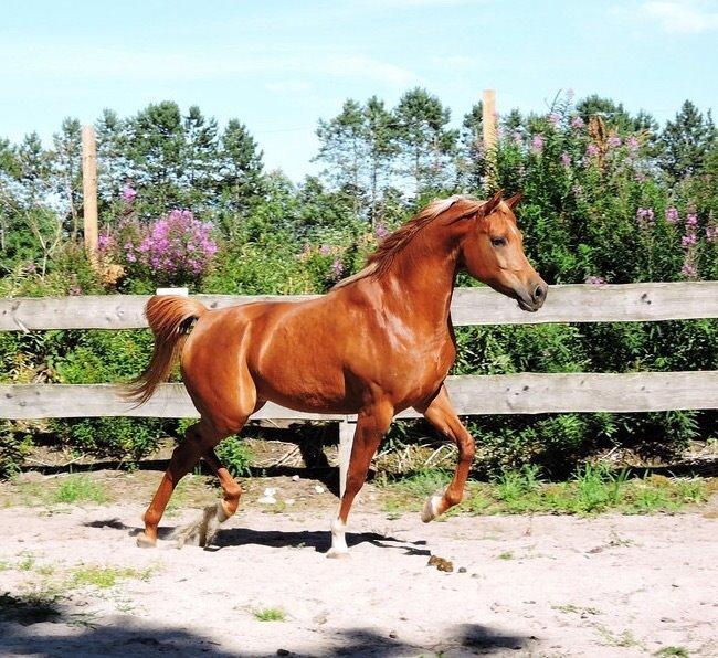 Arabisk fuldblod (OX) Malicas Lou Lou rip 2018 billede 13