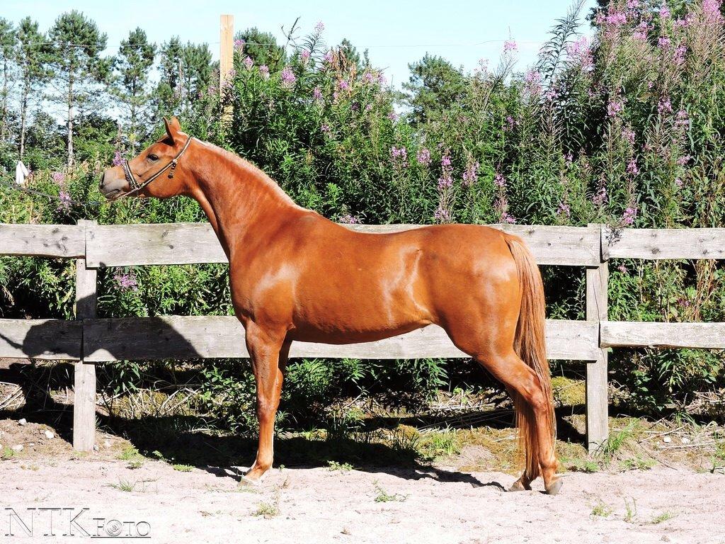 Arabisk fuldblod (OX) Malicas Lou Lou rip 2018 billede 14