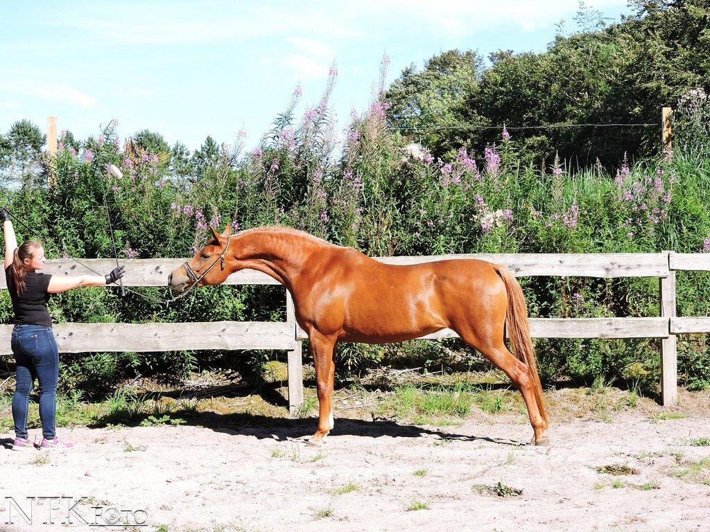 Arabisk fuldblod (OX) Malicas Lou Lou rip 2018 billede 15