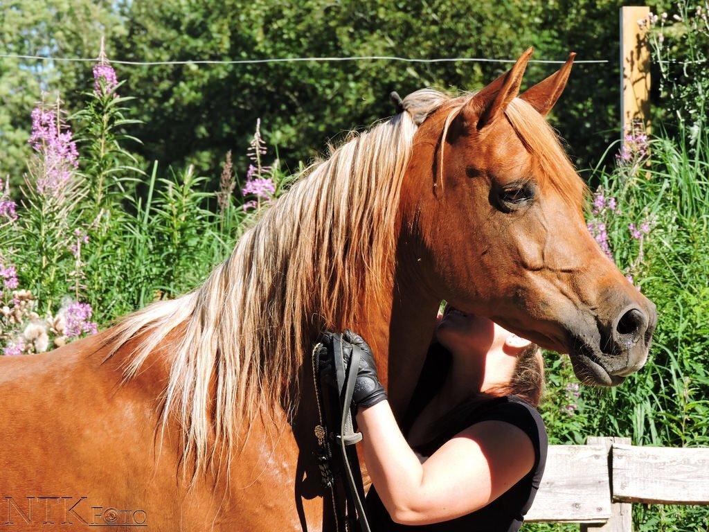 Arabisk fuldblod (OX) Malicas Lou Lou rip 2018 billede 9