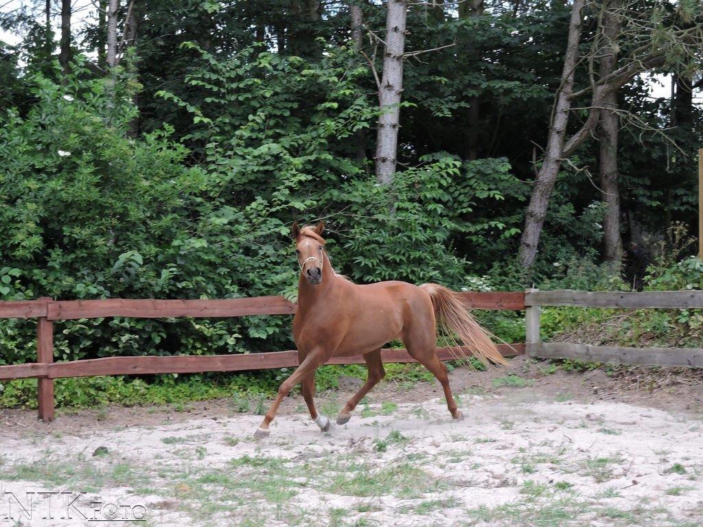 Arabisk fuldblod (OX) Malicas Lou Lou rip 2018 billede 16